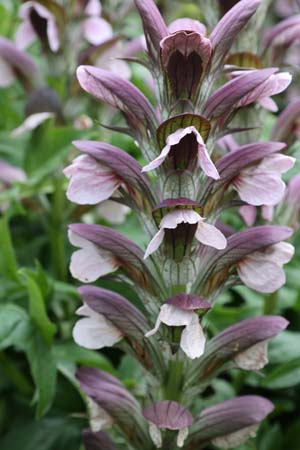 Acanthus Hungaricus Balcanicus