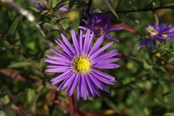 Aster 'Looman's Blue'