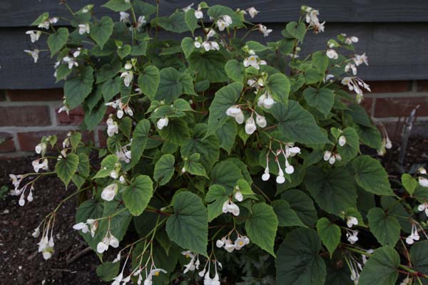 Begonia grandis sinensis 'Snowpop'