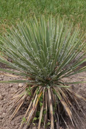 Yucca harrimanniae