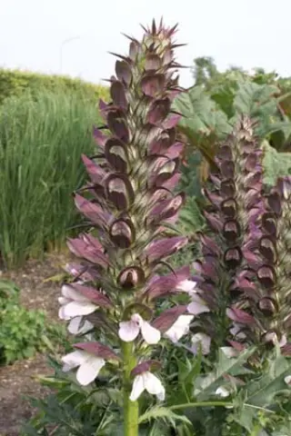 Acanthus spinosus