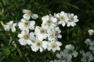 Achillea cartilaginea 'Silver Spray'