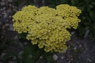 Achillea 'Credo'