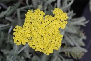 Achillea x 'Moonshine'