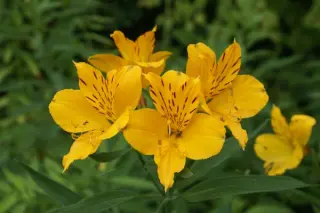 Alstroemeria aurea