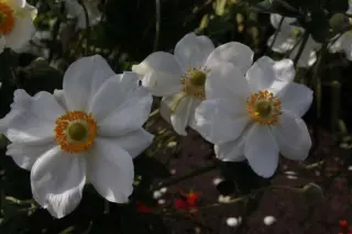 Anemone hybr. 'Géante Des Blanches'