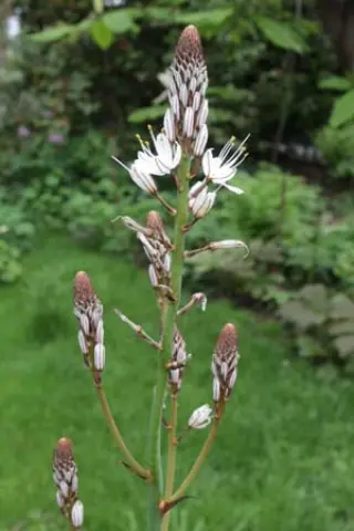 Asphodelus lusitanicus