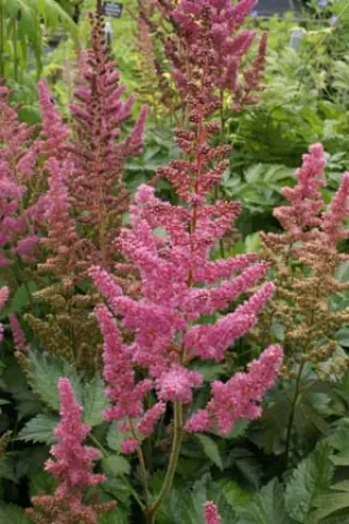 Astilbe 'Visions In Pink'