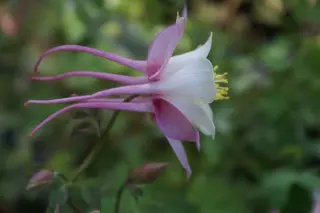 Aquilegia caerulea 'Rose Queen'