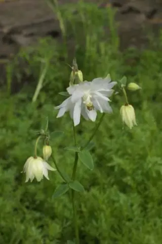 Aquilegia hybr. 'Sunlight White'
