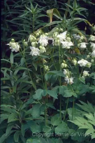 Aquilegia vulgaris 'Alba'