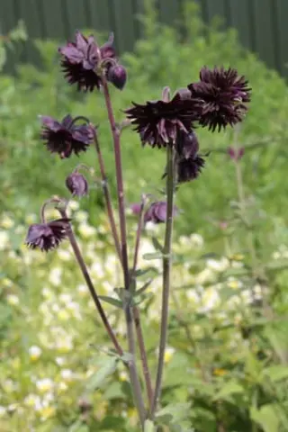 Aquilegia vulgaris 'Black Barlow'