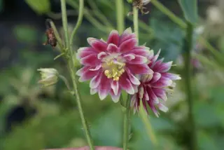 Aquilegia vulgaris 'Nora Barlow'