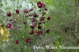 Aquilegia vulgaris 'Ruby Port'