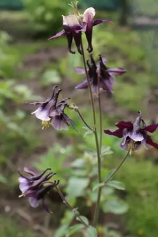 Aquilegia 'William Guiness'