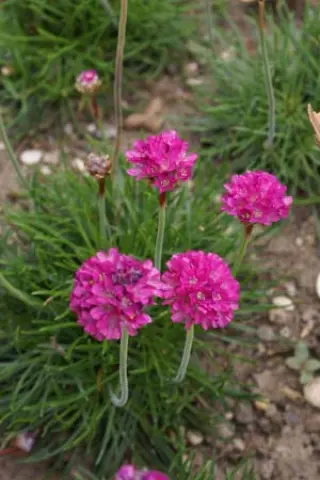 Armeria maritima 'Düsseldorfer Stolz'
