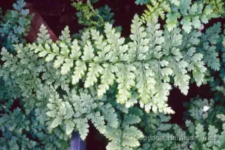 Athyrium filix femina