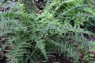 Athyrium filix femina 'Victoriae'