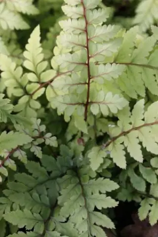 Athyrium othophorum 'Okanum'