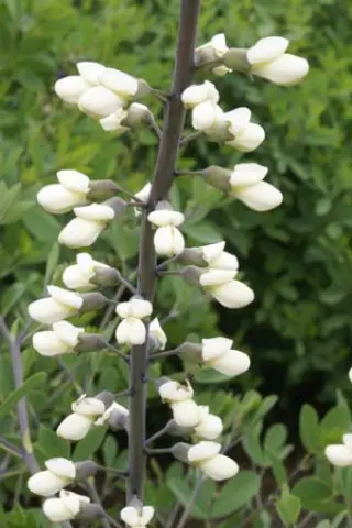 Baptisia alba (B.albescens)