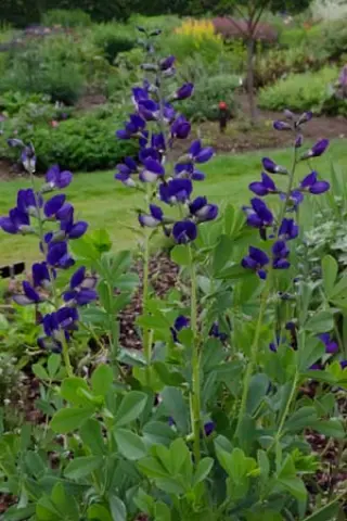 Baptisia australis minor 'Dark Blue'