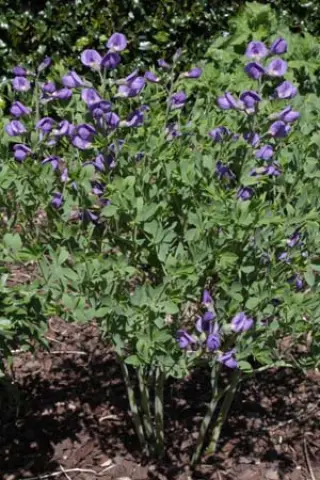 Baptisia australis 'Minor' (Ex Woodlanders)