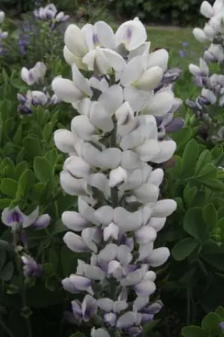 Baptisia australis minor 'Wit'