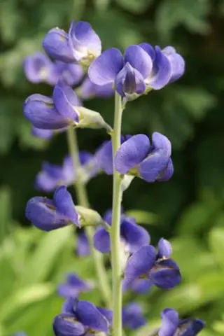 Baptisia australis