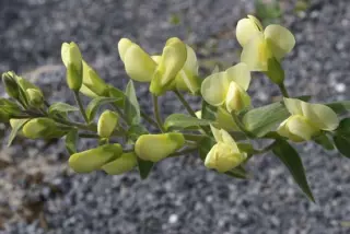 Baptisia bracteata var leucophaea