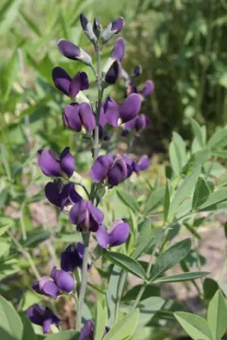 Baptisia ex 'Nachthemel' (Zaailingen)