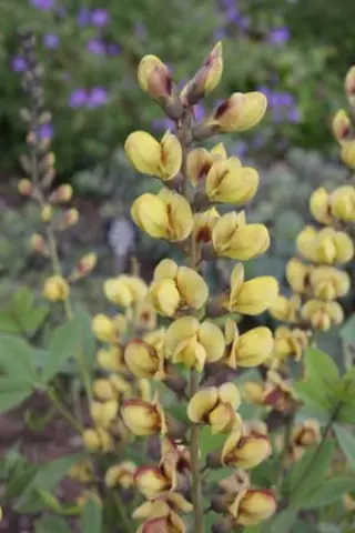 Baptisia hybr. 8 zachtgeel & paarsrood (zaailingen)