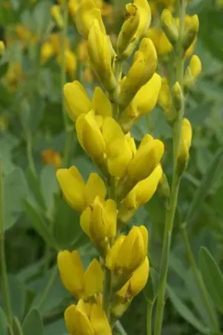 Baptisia sphaerocarpa