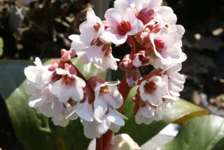 Bergenia 'Britten'