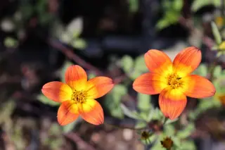 Bidens triplinervia 'Teevlek'