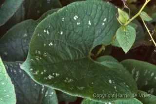 Brunnera macrophylla 'Langtrees'