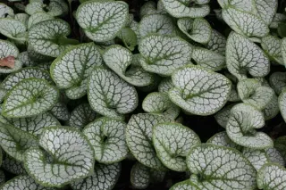 Brunnera macrophylla 'Seaheart'