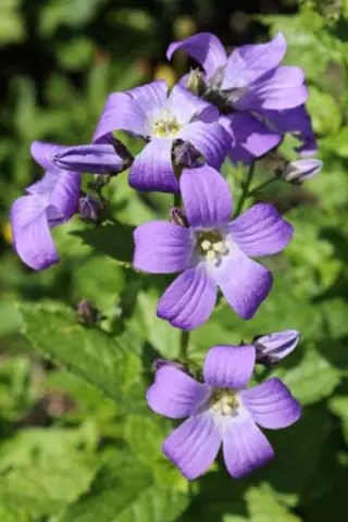 Campanula lactiflora 'Blue Lady'