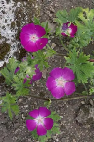 Callirhoe involucrata