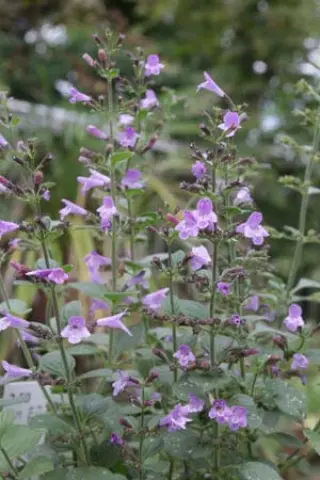Calamintha nepeta 'Marvelette Blue'
