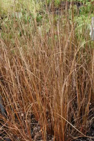 Carex buchananii 'Firefox'