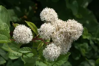 Ceanothus americanus