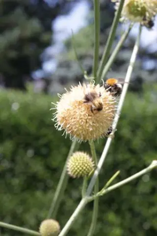 Cephalaria ambrosioides