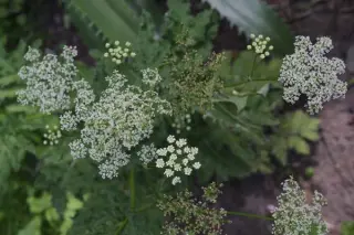 Chaerophyllum azoricum