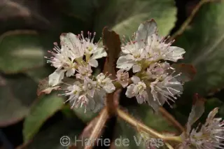 Chrysosplenium macrophyllum