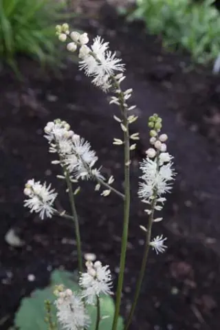 Cimicifuga biternata - BSWJ11190