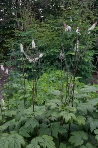 Cimicifuga elata