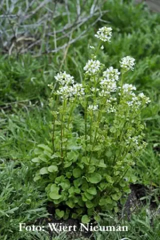 Cochlearia officinalis