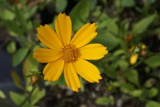 Coreopsis auriculata 'Elfin Gold'