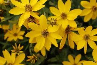 Coreopsis x 'El Dorado'