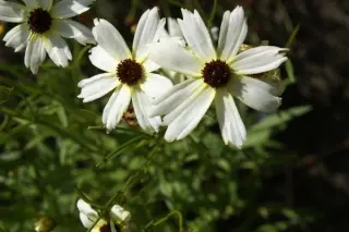 Coreopsis 'Fool's Gold'